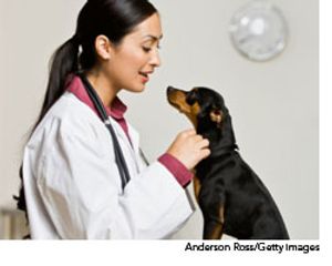 veterinary_associates_wd-589386-1384516121935.jpg
