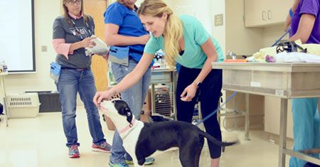 veterinary-mikkel-becker-fearfree-dog-treat-blood-draw-450.jpg