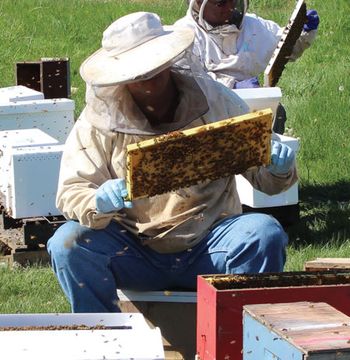 veterinary-ChrisCrips-withBees-450.jpg