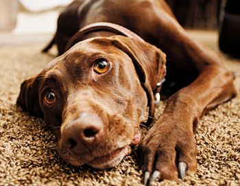 veterinary_dog-laying-on-floor_450px_142740468.jpg