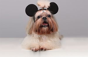 Undoing Disney: A better service model for the veterinary industry