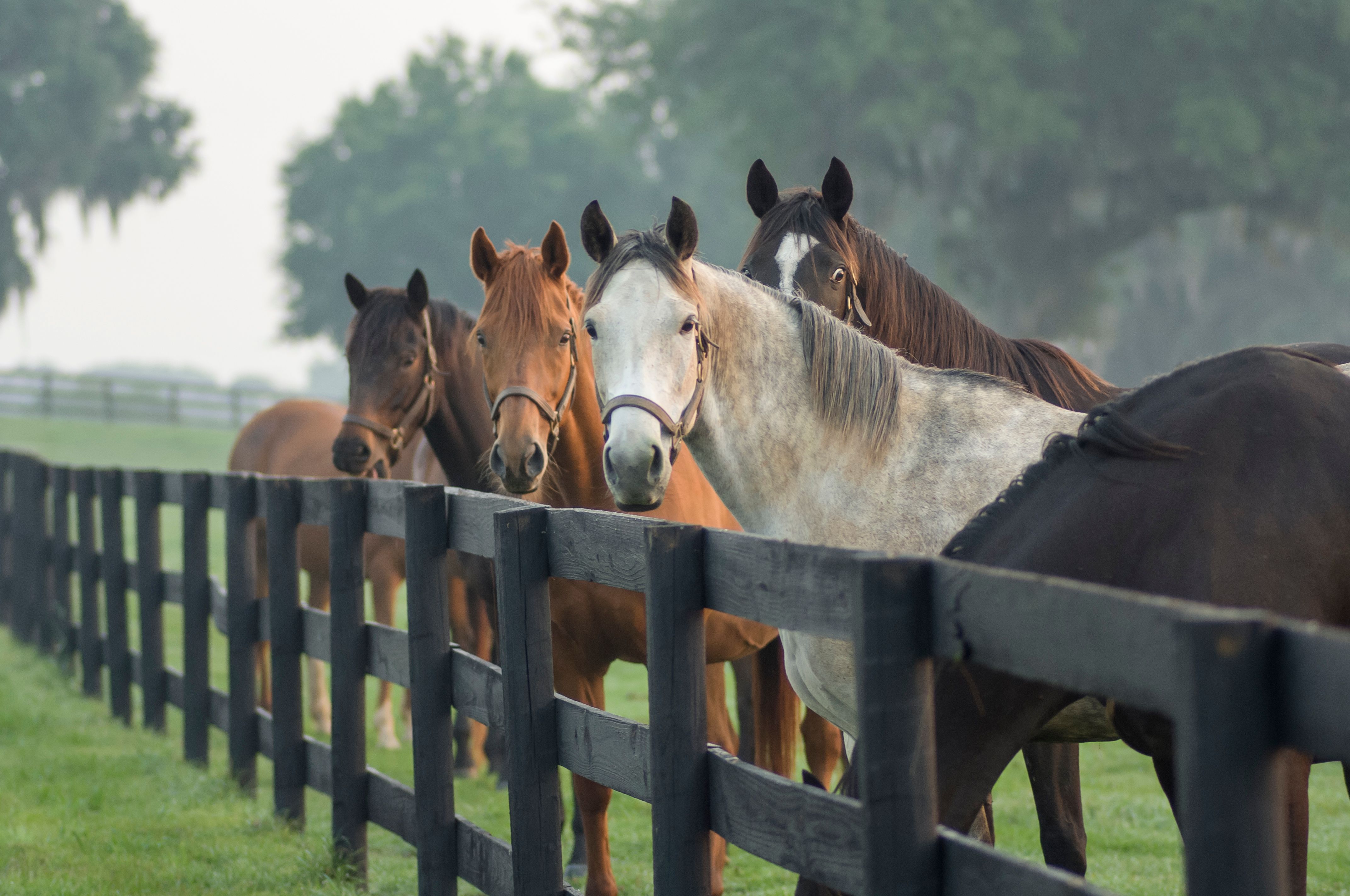 Dunn Ranch teams up with RenoVō Allograft for equestrian programs | dvm360