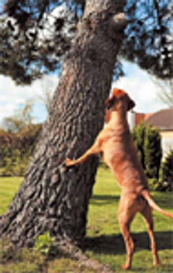 veterinary-dog-tree-157336970-814503-1404222150473.jpg