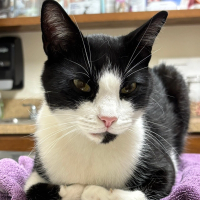 Uncorking a gastrointestinal blockage