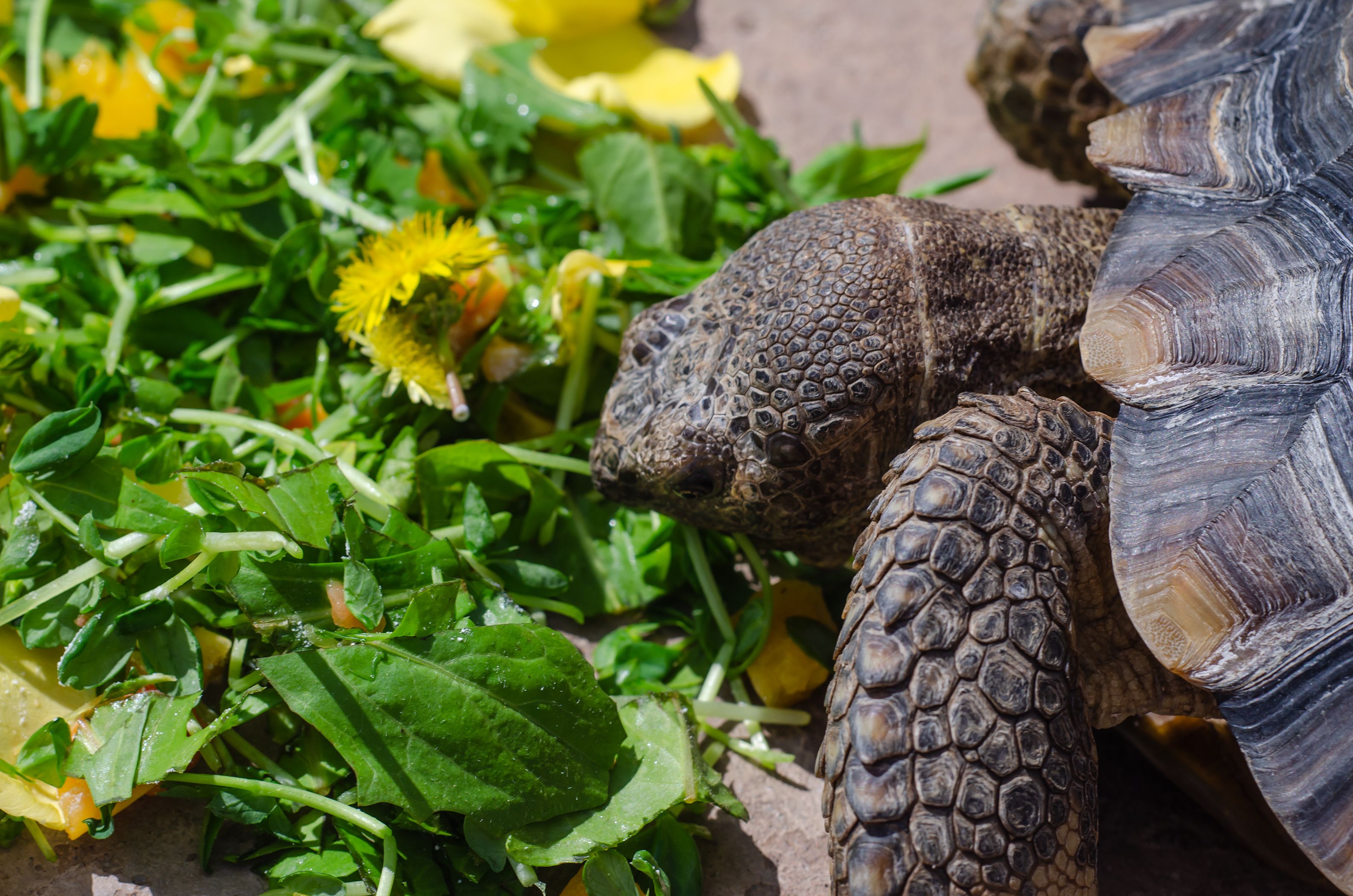 Diversity is the key to success with reptile diets