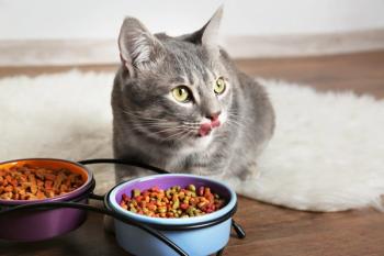 Feline nutrition