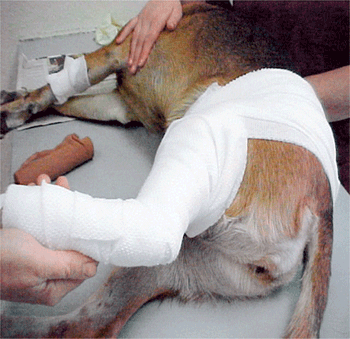 veterinary_crowe_1-608366-1384505777034.gif