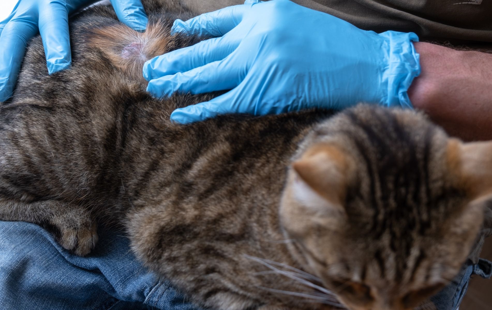 Veterinary dermatology