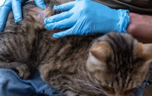 Veterinary dermatology