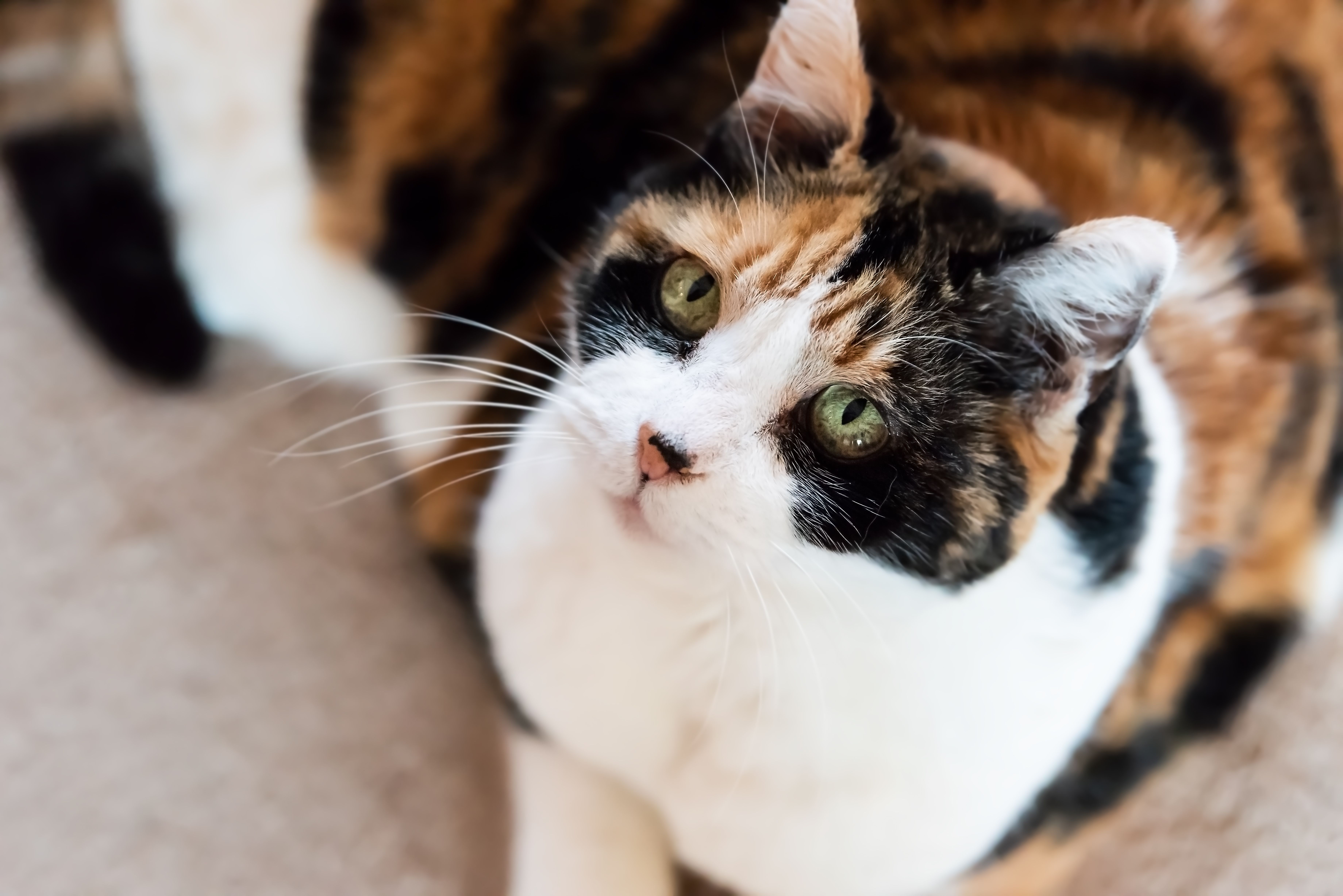 AAFP releases updated Feline Senior Care Guidelines | dvm360