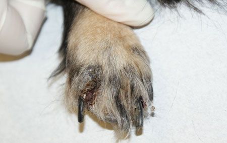 how to treat demodex mites in dogs