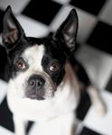 veterinary_dog_black_white_78318367-731453-1384184481818.jpg