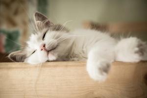 relaxed cat / Sergiy Bykhunenko / stock.adobe.com