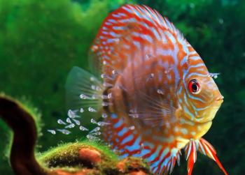 Discus fish