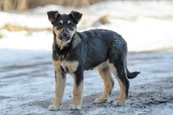 veterinary-puppy-on-the-street-450-579398377.jpg