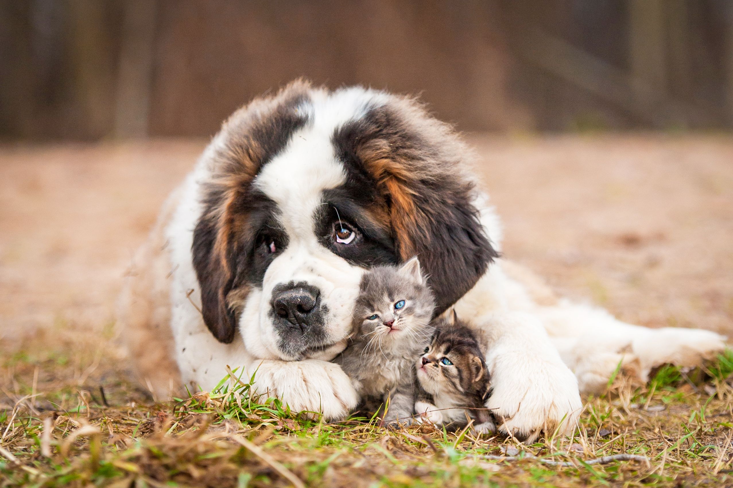 St bernard