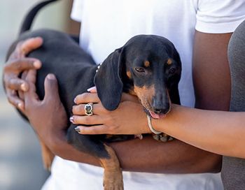 veterinary_couple_with_dog_262264971_450pix.jpg
