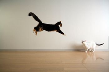 veterinary-Japanese-cat-89125488-body.jpg