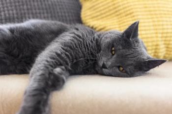 Cat relaxing