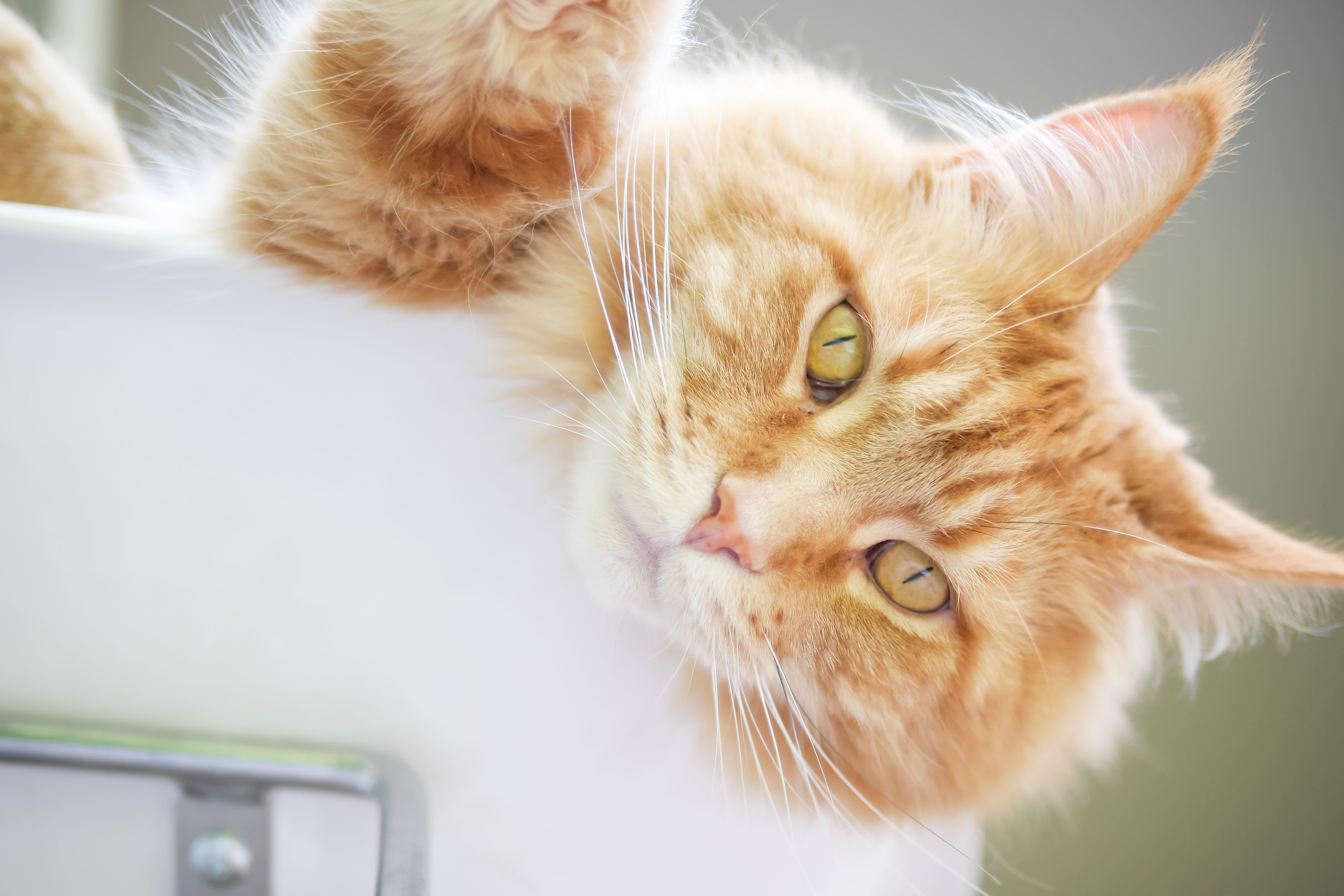 Photo: Nektarstock/Adobe Stock