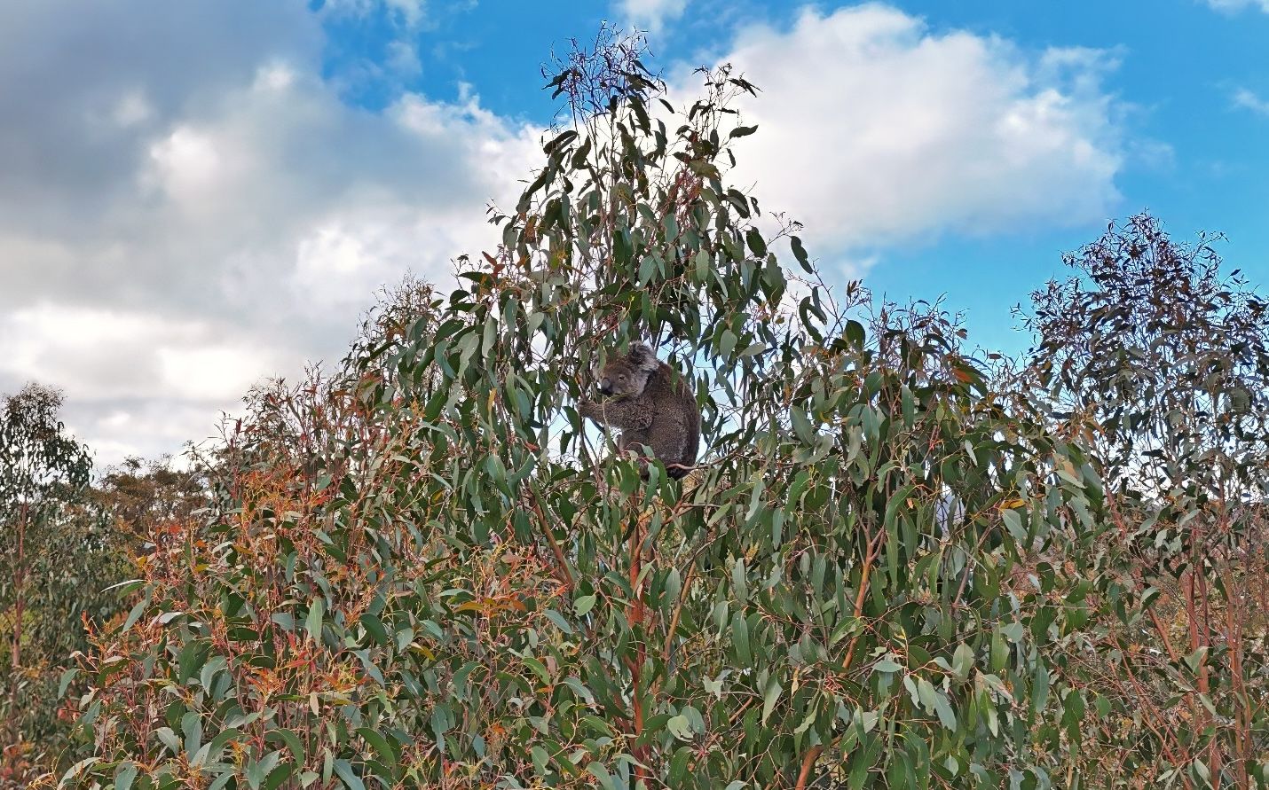 <![CDATA[Veterinary scene down under: Koala research aids understanding of understudied region]]>
