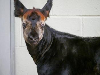 Critically endangered species born at Freeport-McMoRan Audubon Species Survival Center