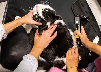 veterinary_laser_therapy_450.jpg