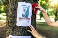 Lost dogs and the way home: What research shows about tags, microchips, and GPS trackers