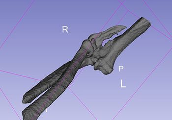 veterinary-claudia-3DSlicer-450.jpg