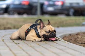 Photo: Valdis/Adobe Stock