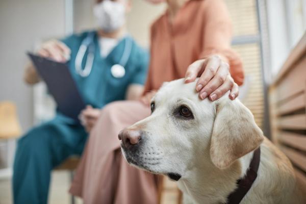 New World screwworm confirmed in Texas dog as US case count rises to four