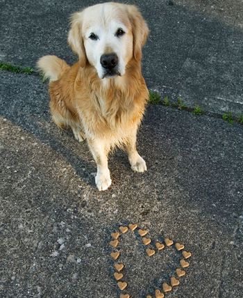 veterinary_heart1-744109-1384182447033.jpg