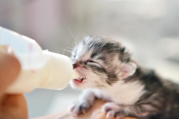 Three recent recalls affect IV fluids, dog food, and feline milk replacers