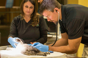 Cheetah-Cub-Exam_Busch-Gardens-Tampa.gif