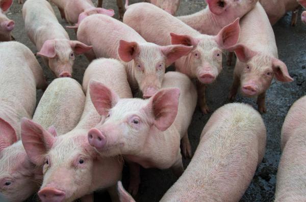 First US commercial pseudorabies case since 2004 confirmed in Iowa, linked to Texas herd