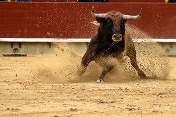 raging bull