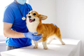 Mastering the orthopedic exam