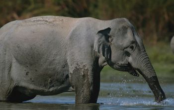 veterinary_HartElephant_380240_flash-655660-1384333088380.jpg