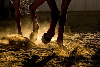 veterinary_horse_training_dust_legs_SilviuFlorin_AdobeStock_197356068_450.jpg
