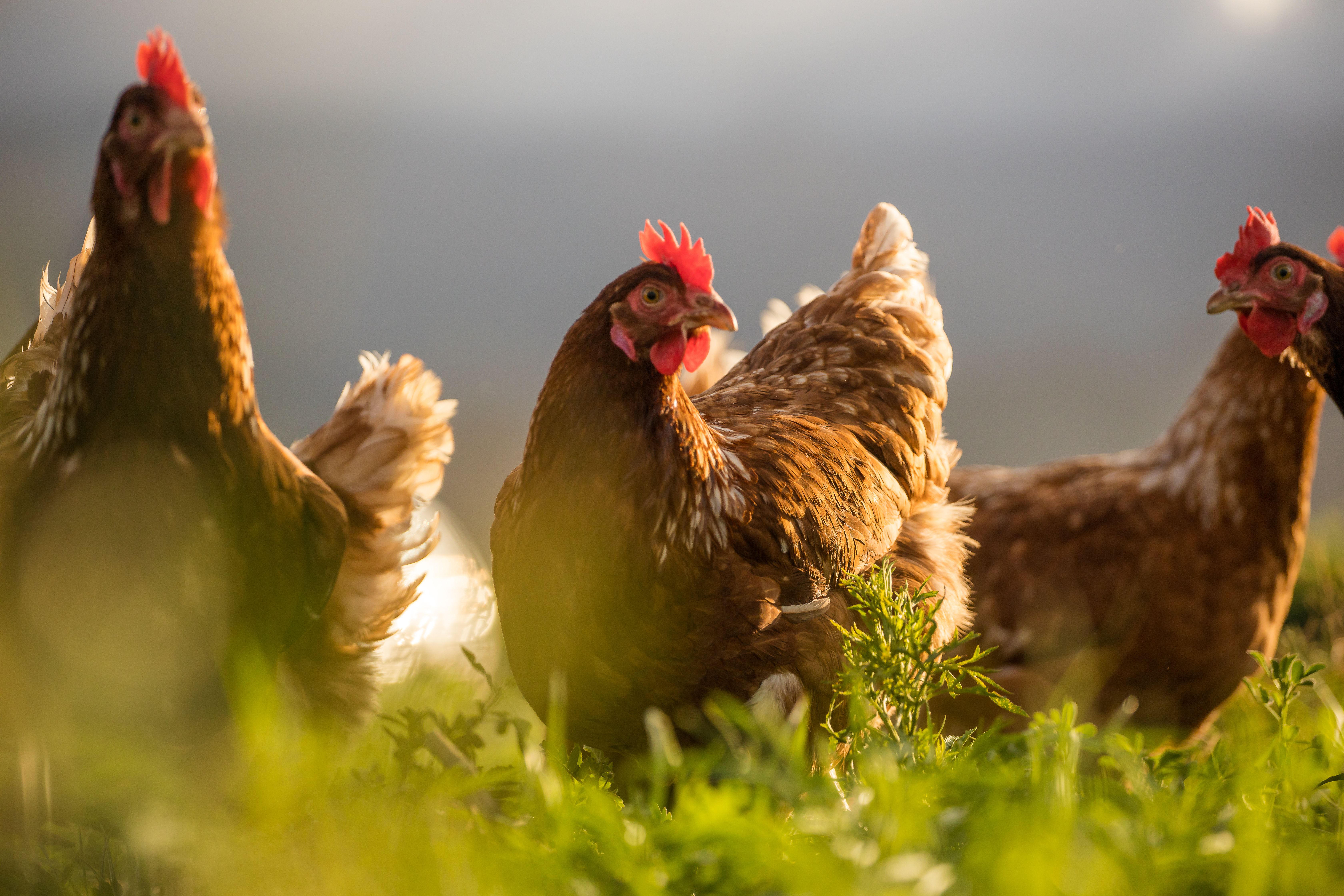 Photo: Dewald/Adobe Stock