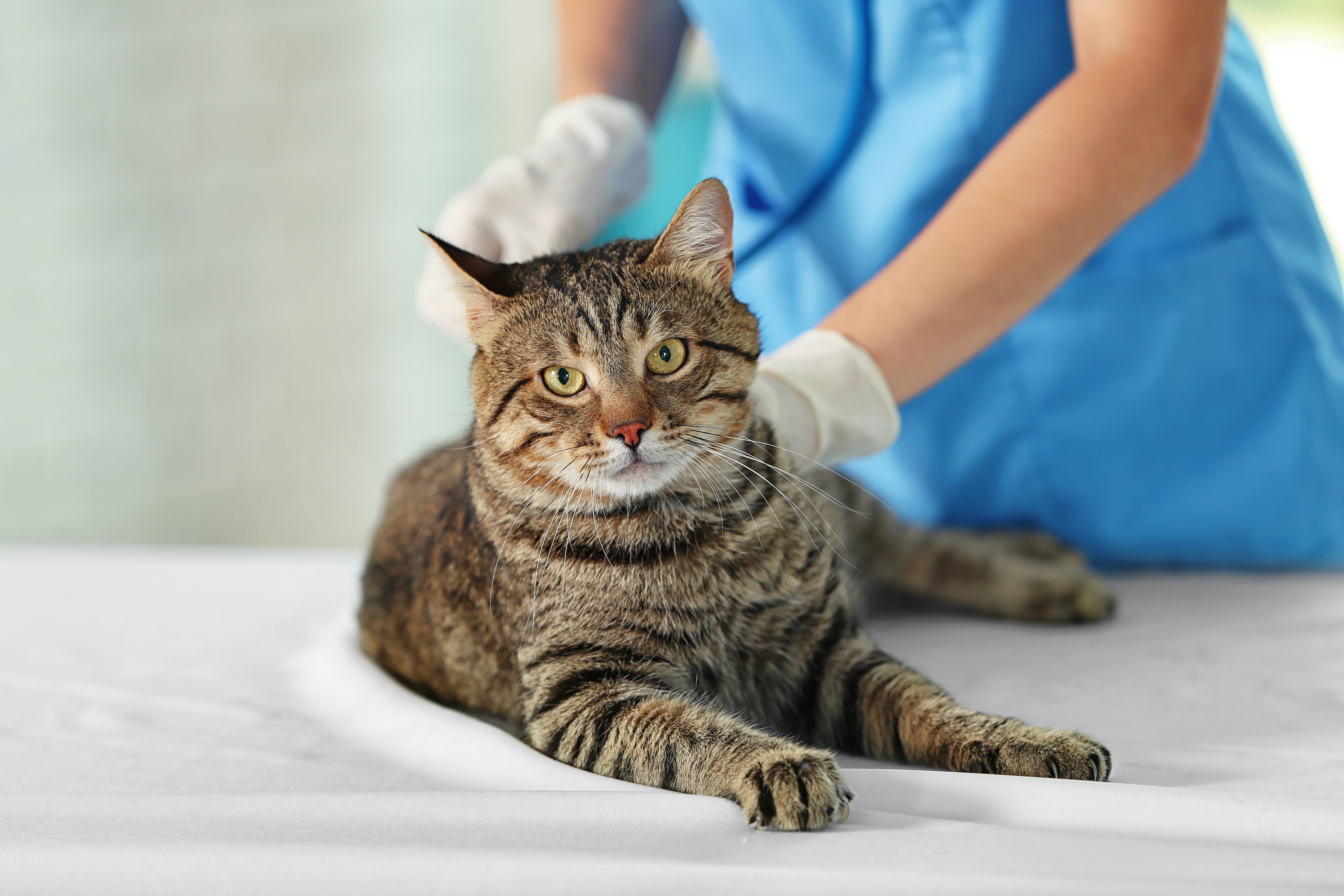 cat at vet / Africa Studio