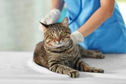 Treating the challenging cat