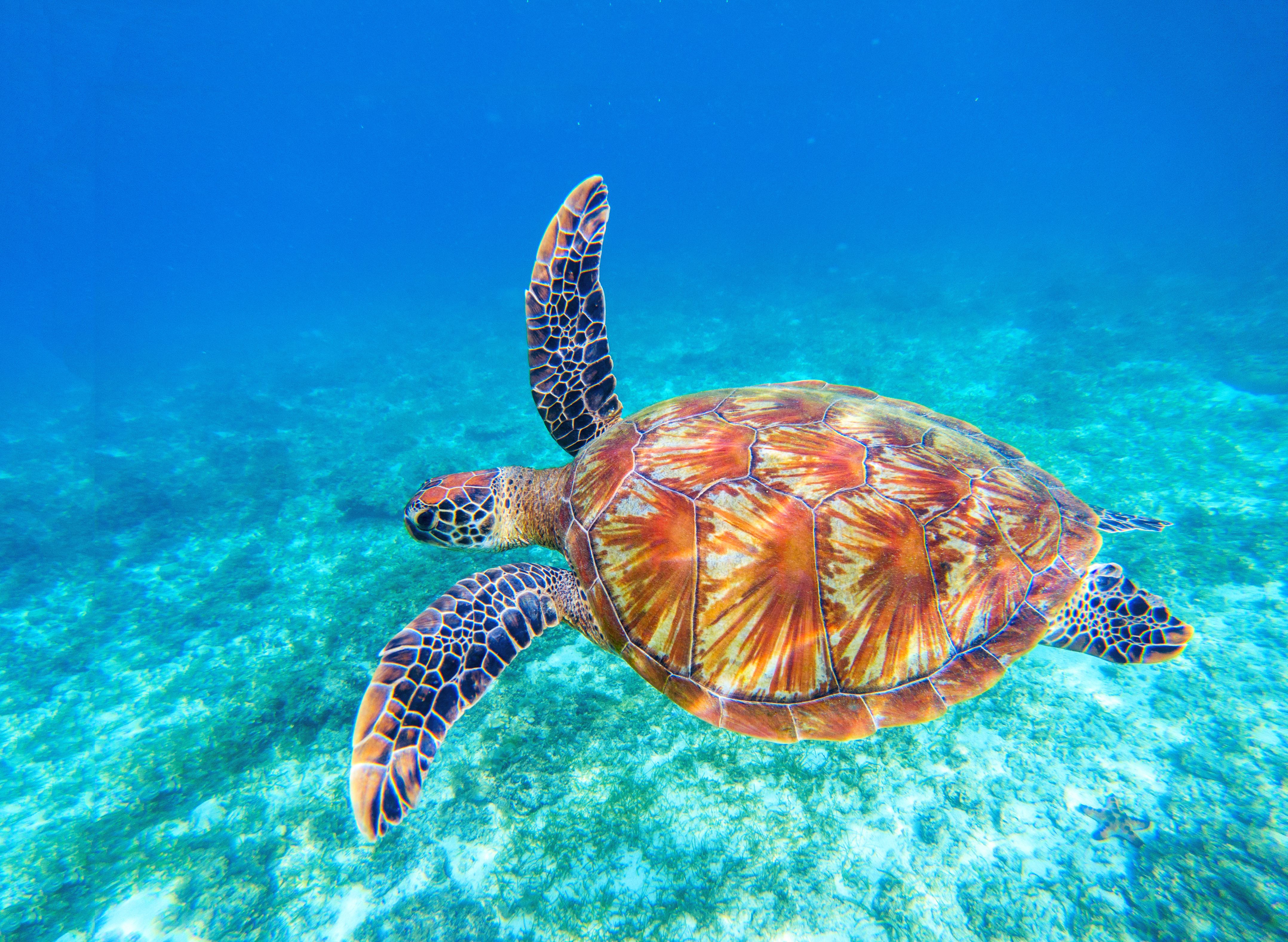3 Must-reads on sea turtles