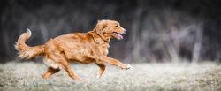 Syntr Health Technologies and HAPPYBOND team up to combat canine osteoarthritis