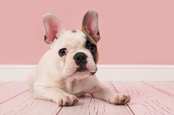 veterinary-dog-looking-at-the-camera-450px-shutterstock-619780823.jpg