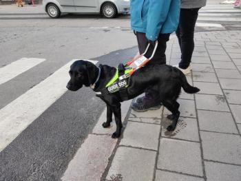 Assistance dog