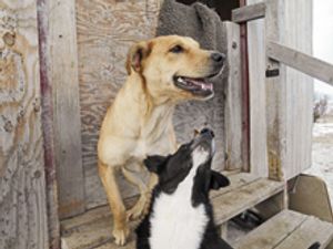 veterinary_Lakota1_220px.jpg