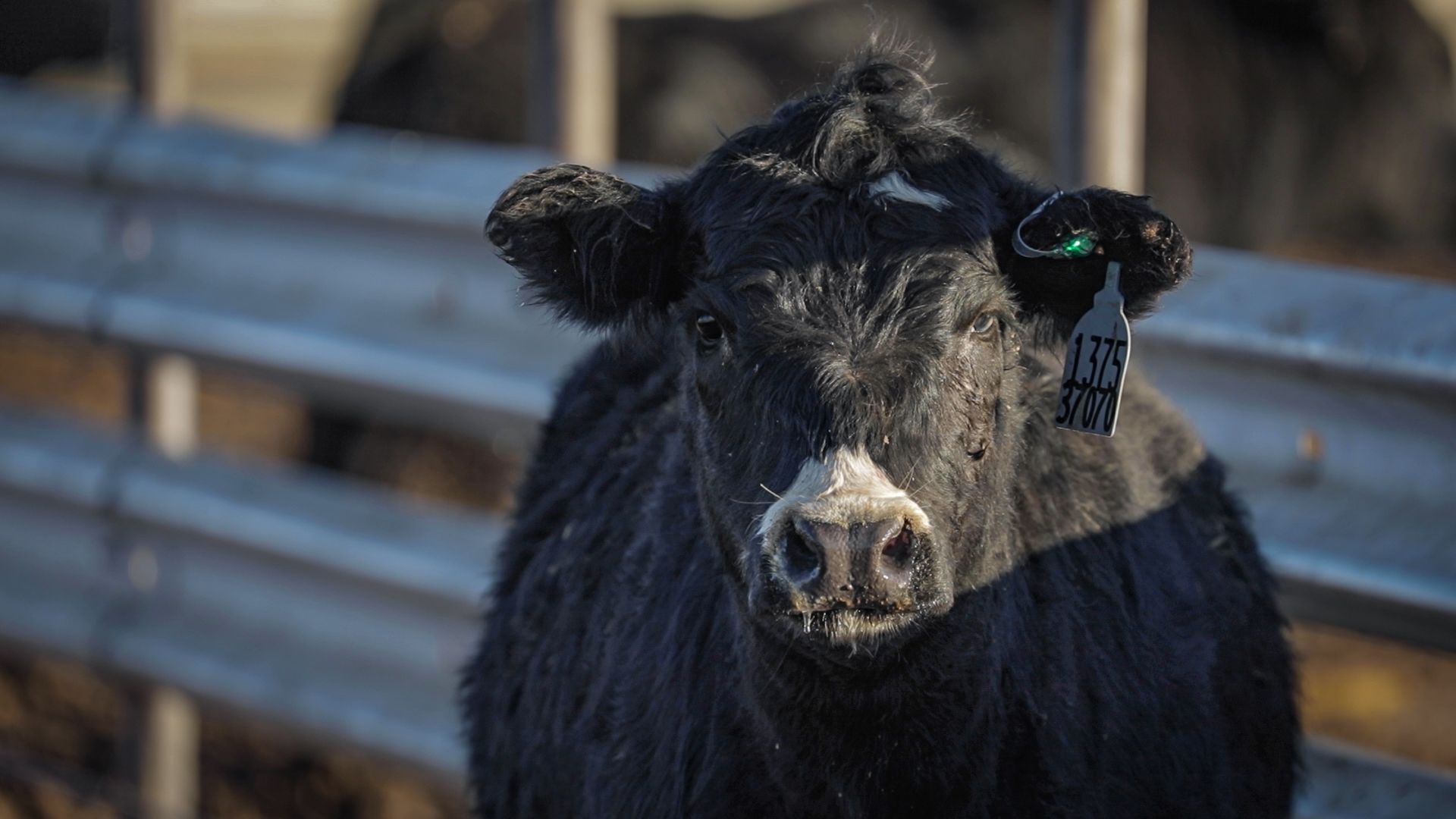 New ear tag technology shown to improve illness detection in cattle