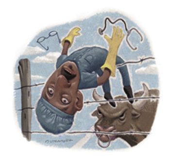 veterinary_September Obenski_220px_Illustration.jpg