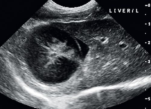 The diagnostic approach to asymptomatic dogs with elevated liver enzyme ...